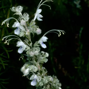 Trichostema lanatum (white form), Rancho Santa Ana Botanic Garden