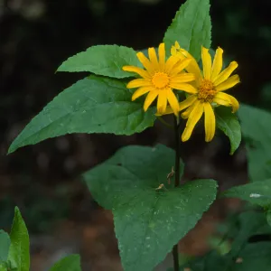 Venegasia carpesioides