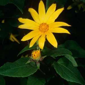 Venegasia carpesioides, Santa Cruz Isl., Campo Raton