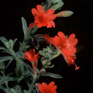 Epilobium canum