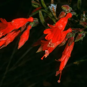 Epilobium canum,Santa Cruz Isl., So. Ridge Rd. above Laguna Cyn.