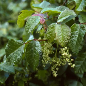 Toxicodendron,Catalina Isl., above Toyon Bay