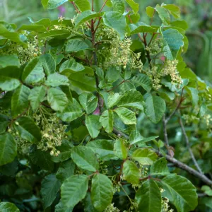 Toxicodendron, Catalina Isl., above Toyon Bay
