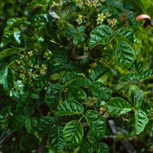 Toxicodendron, nr. Broadcast Peak