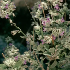 Hyptis emoryi 