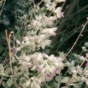 Hyptis emoryi, Borrego Palm Cyn. 