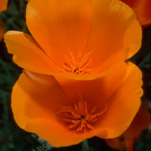 Eschscholzia californica