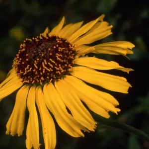 Encelia californica