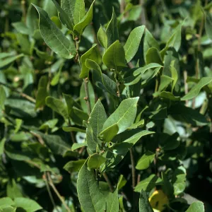 Quercus parvula, E. of Navy base, S. Cruz Island