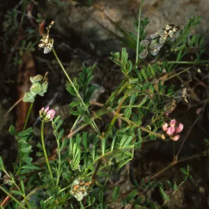 Astragalus gambelianus, N. of Bosque Mano, Sta. Cruz I.