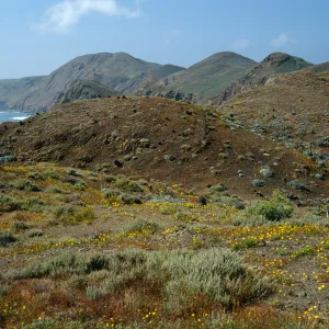 looking north, north. of lighthouse, Coreocarpus, Natividad I.