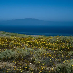 Atriplex julacea, Coreocarpus, Natividad Island
