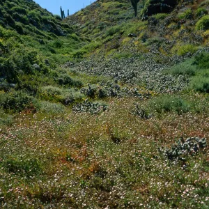 Chaenactis lacera, Natividad Island