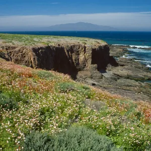 Chaenactis lacera, Natividad Island
