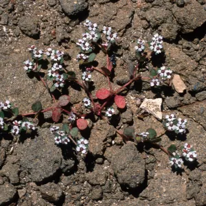 Euphorbia bartolomnei, Natividad Island