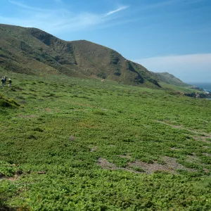 Mesambryanthemum, SE side, Natividad I.
