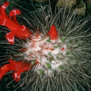 Cochemiea pondli, Natividad Island