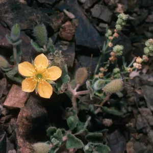 Mentzelia hirsutissimum nesiotes, Natividad Island