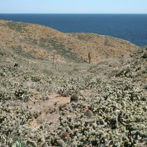 Natividad Island