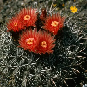 Ferocactus, W. side, Natividad Island