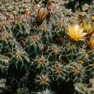 Echinocereus maritimus, Natividad Island