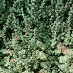 Atriplex julacea, San Martin Island