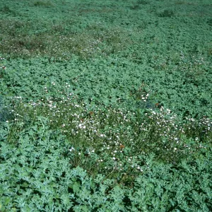 Chaenactis, Mesembryanthemum crystallinum., E side, Natividad Island