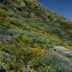 Coreocarpus, Natividad Island