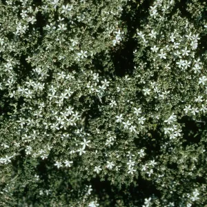 Frankenia palmeri, Natividad Island