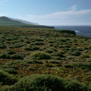 East side, Natividad Island