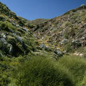 Canyon on east side, Bebbia Juncion, Natividad Island