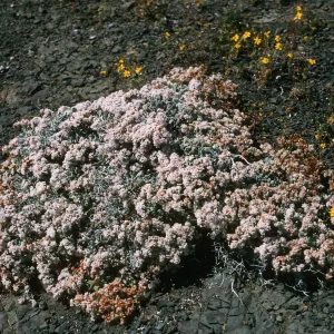 Eriogonum pondii, W side, Natividad I.