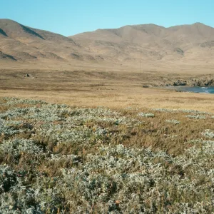 Astragalus miguelensis, near Forney Cove, Santa Cruz Island