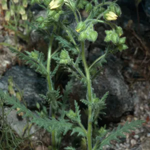 Emmenanthe, Box Canyon