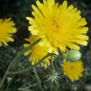 Malacothrix glabrata, Borrego Palm Canyon