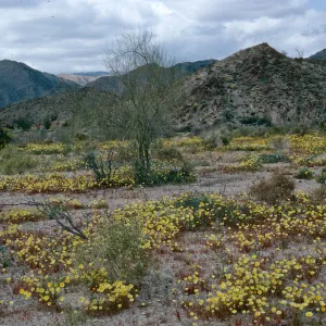 Malacothrix, South end, Joshua Tree