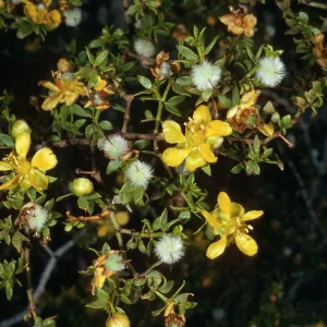 Larrea tridentata, Saline Valley