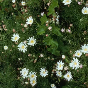 Malacothrix saxatilis implicata, trail to Harris Pt. San Miguel Island