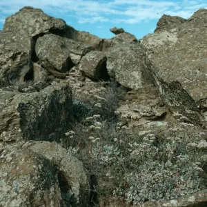 Eriogonum grande timorum, Theodolite Rd., San Nicolas Island