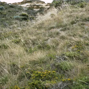 Achnatherum diegoense, Hemizonia clementina, base of naval facility grade, San Nicolas Island