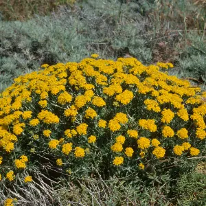 Eriophyllum confertiflorum, E. Anacapa Island