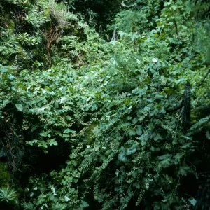 Oak Cyn. W. Anacapa I.