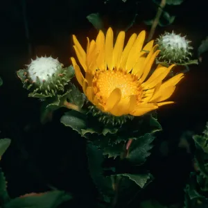 Grindelia, West Anacapa Island