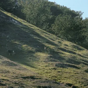 Deer, Torrey Pines, S. Rosa I.