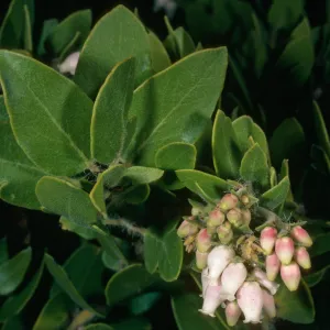 Arctostaphyloos viridissima, Santa Cruz Island