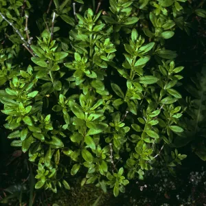 Galium buxifolium, sea bluffs east of Eagle Cyn.Santa Cruz Island