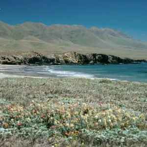 Astragalus miguelensis, Forneys Cove, Santa Cruz Island