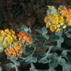 Lotus argophyllus niveus, Santa Cruz Island