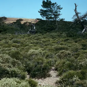 prostrate Adenostema, Santa Cruz Island