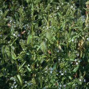 Veronica anagallis-aquatica, Prisoners Harbor, Santa Cruz Island